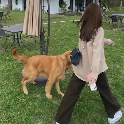 白衣校花与大长腿2